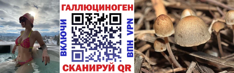 Галлюциногенные грибы Psilocybe  MEGA ссылка  Белая Холуница 